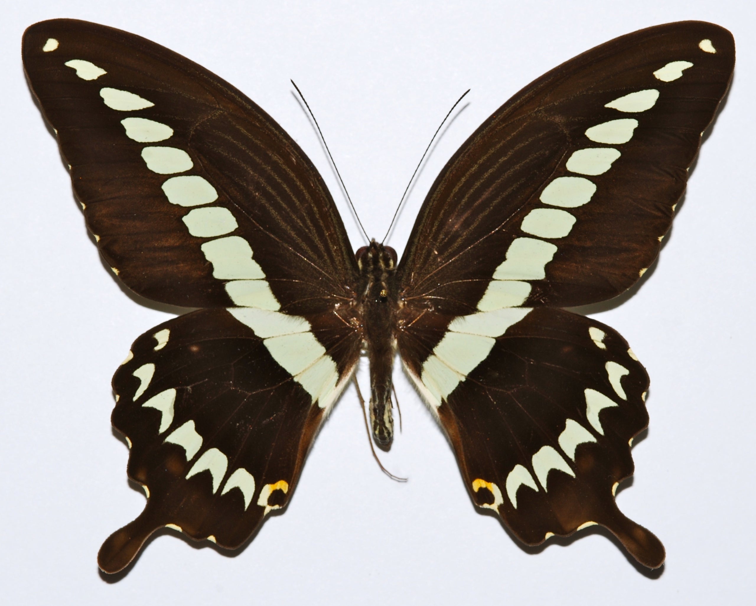 Papilio Gigon Novis Mortem Collective